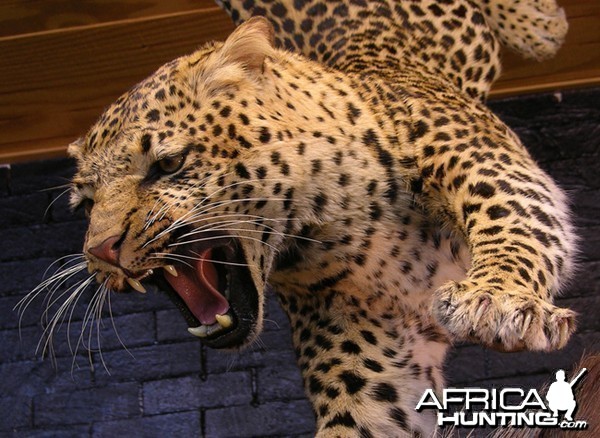 Leopard taxidermy scene by The Artistry of Wildlife