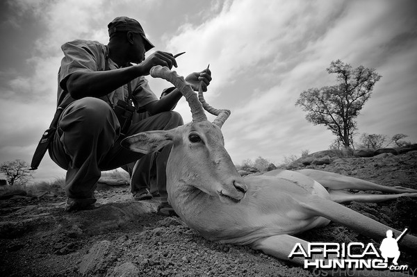 Impala