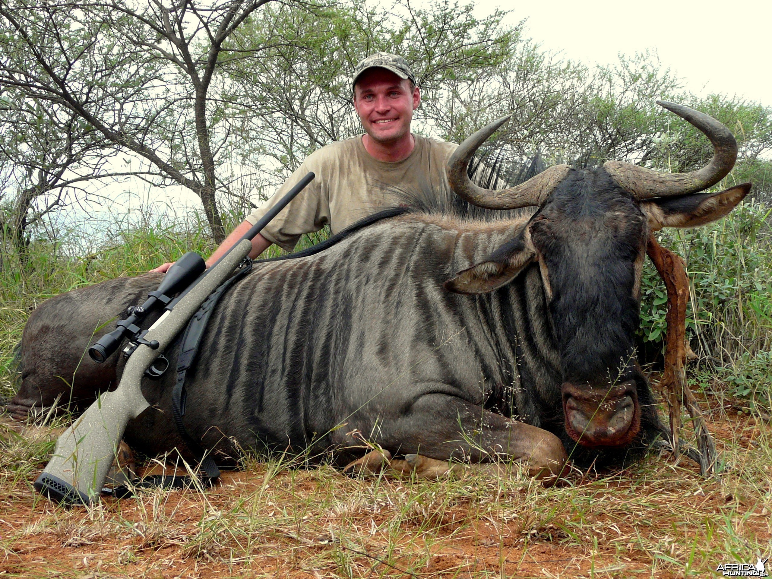 Blue Wildebeest shot near Thabazimbi, South Africa