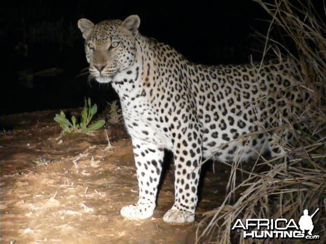 Male Leopard 3 metres from the vehicle