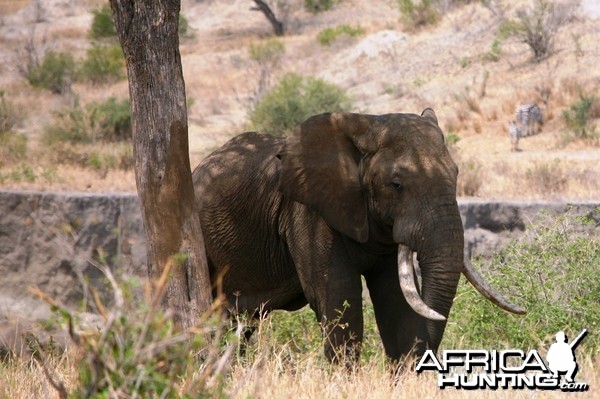 Big Elephant... Tanzania