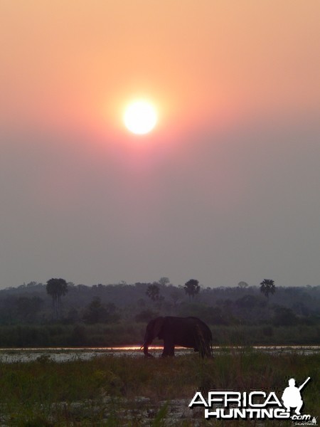Elephant at sunset in Tanzania