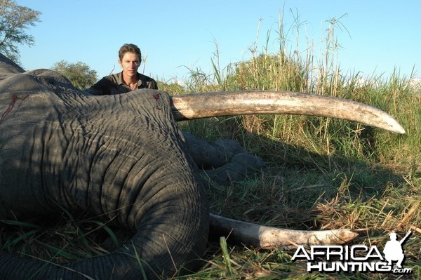 Elephant Tanzania