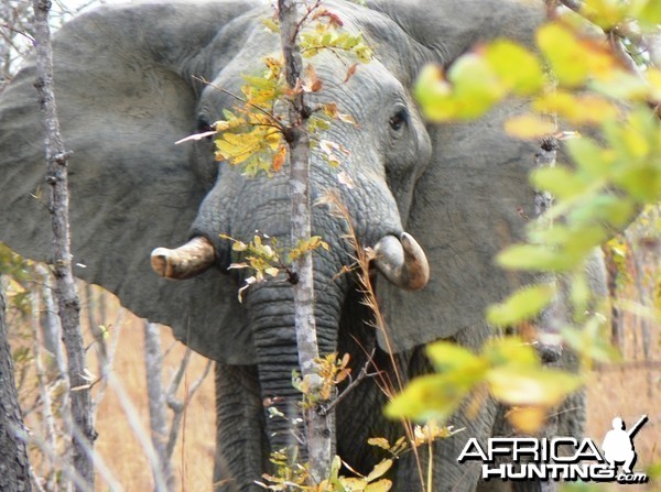 Mock charge!!! Elephant in Tanzania