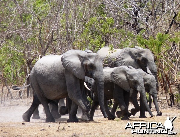 On the way to the water... Elephant in Tanzania