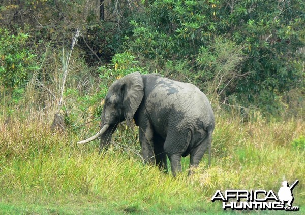 He will be good in 5 years... Elephant in Tanzania