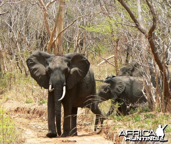 Female and calf... Elephant in Tanzania