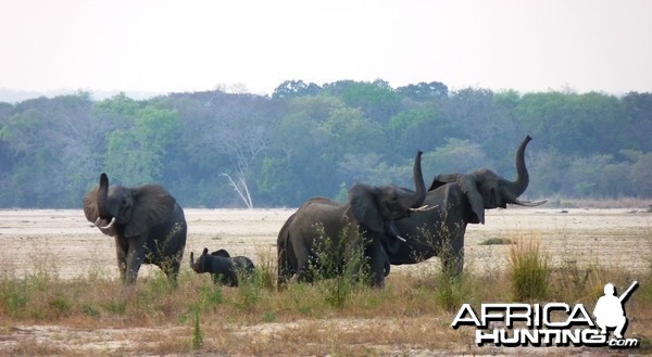 Catching the wind... Elephant in Tanzania