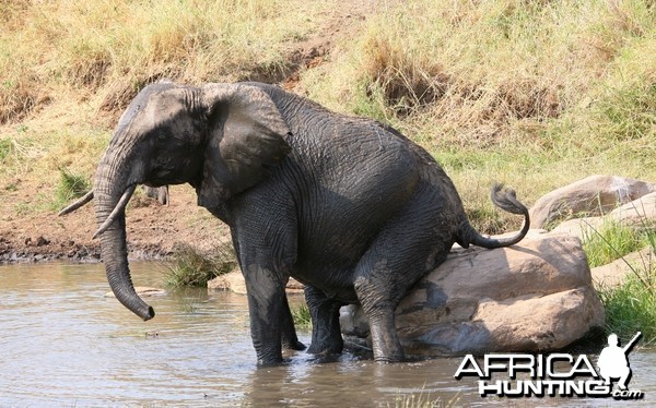 Scratching his bump!!! Elephant in Tanzania