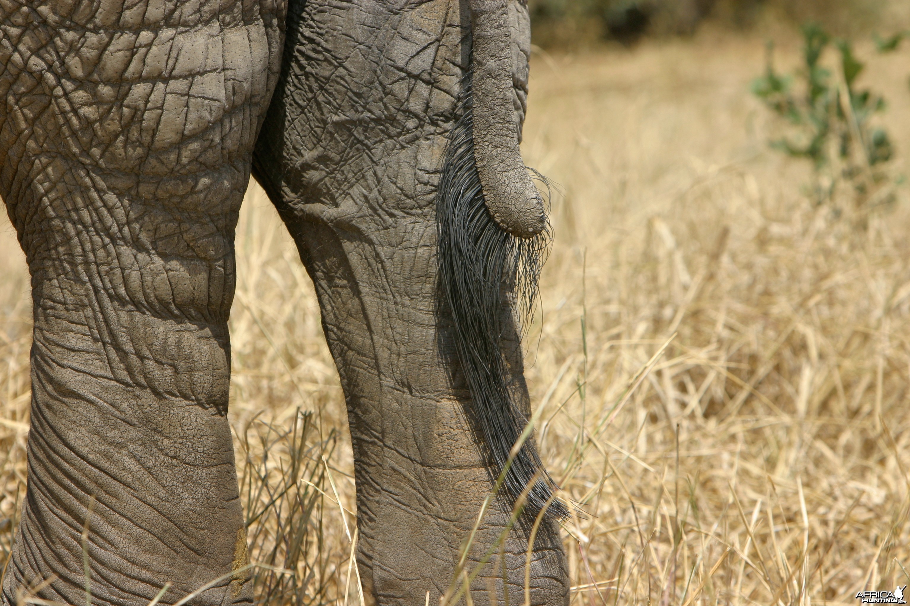 Tail... Elephant in Tanzania