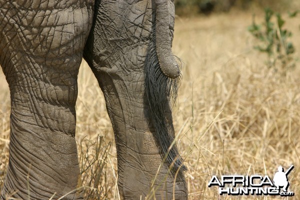 Tail... Elephant in Tanzania
