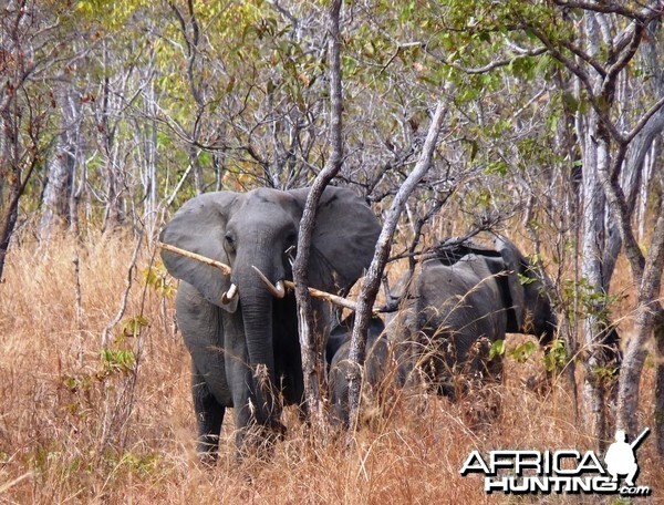 Toothpick... Elephant in Tanzania