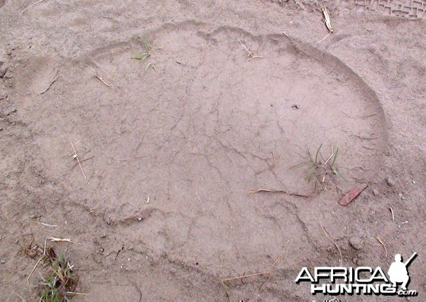 Elephant track Tanzania