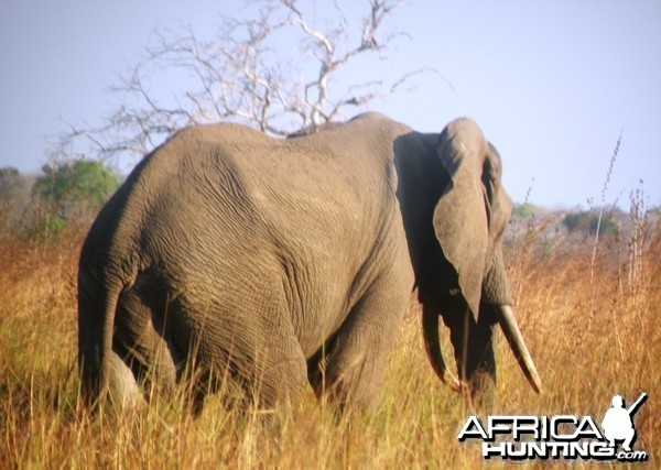 Too small... Elephant in Tanzania