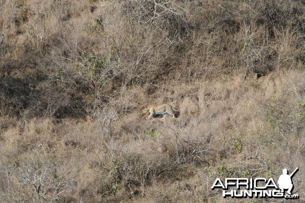 Leopard encounter in the day light South Africa