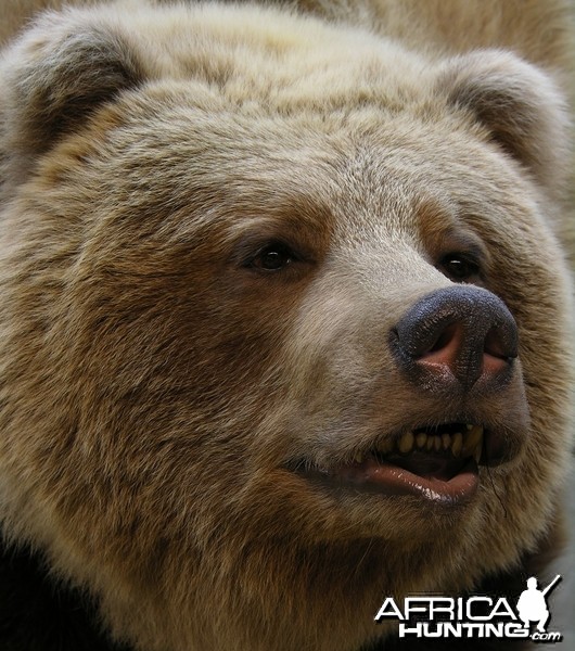 Grizzly Bear taxidermy by The Artistry of Wildlife