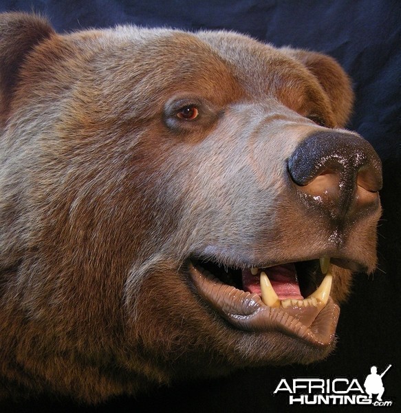 Brown Bear taxidermy by The Artistry of Wildlife