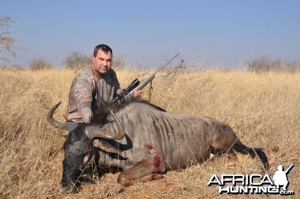 Blue Wildebeast Namibia Hunt