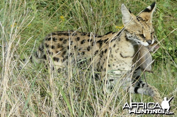 Serval caught a veld mouse, pic by Charl Kemp