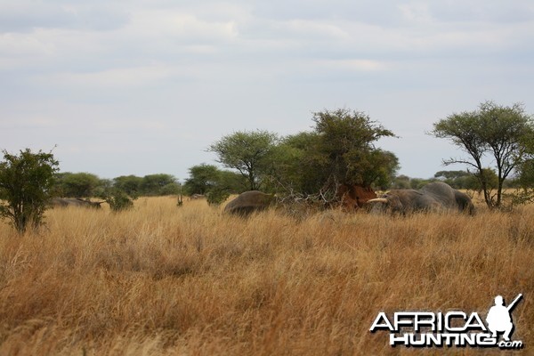 Four Elephant sleeping... Tanzania