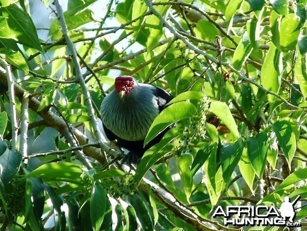 Seychelles Blue Pigeon