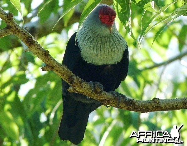 Seychelles Blue Pigeon