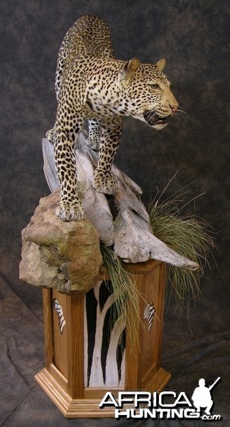 Taxidermy Leopard Mount by The Artistry of Wildlife