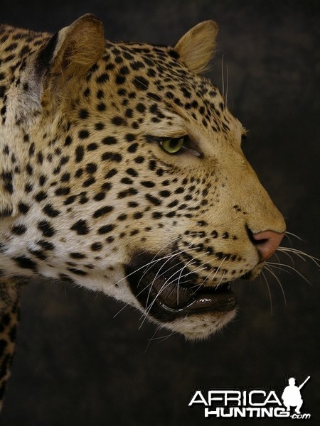 Taxidermy Leopard Mount by The Artistry of Wildlife