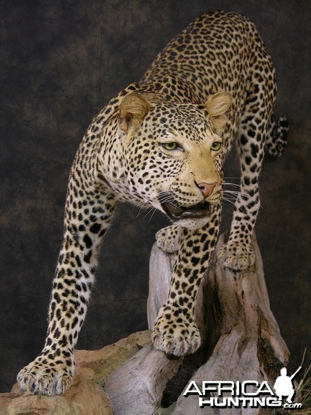 Taxidermy Leopard Mount by The Artistry of Wildlife