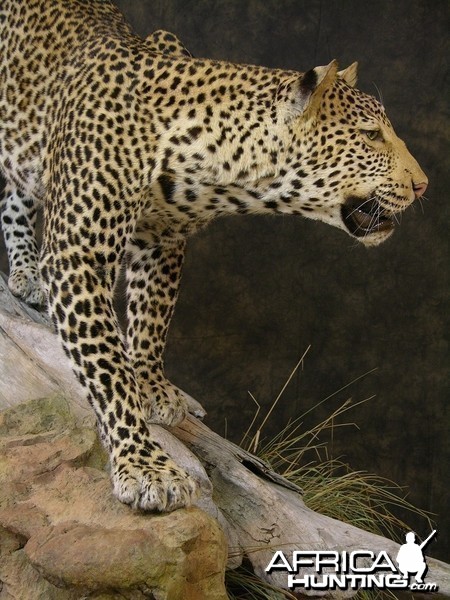 Taxidermy Leopard Mount by The Artistry of Wildlife