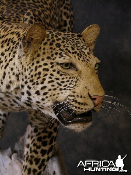 Taxidermy Leopard Mount by The Artistry of Wildlife