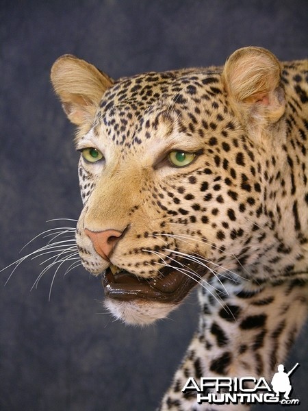 Taxidermy Leopard Mount by The Artistry of Wildlife