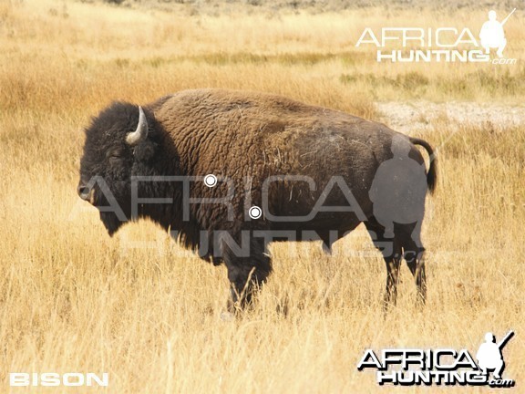 Bowhunting Vitals Bison