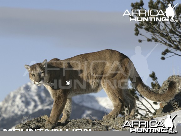 Hunting Vitals Mountain Lion