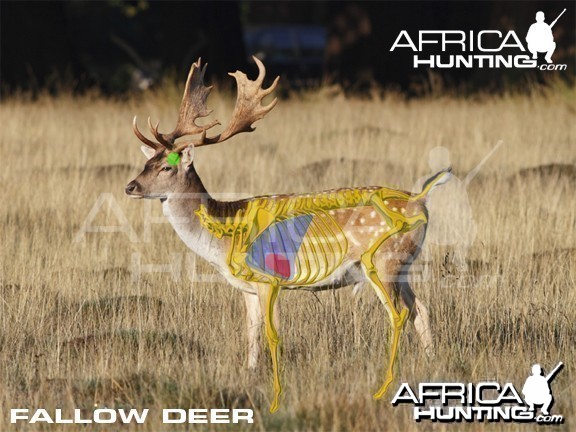 Hunting Vitals Fallow Deer