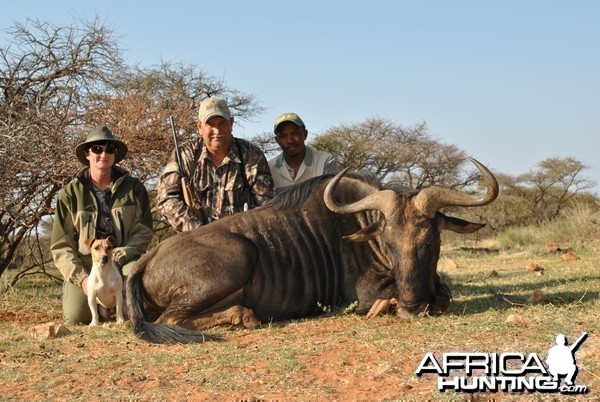 Blue Wildebeest