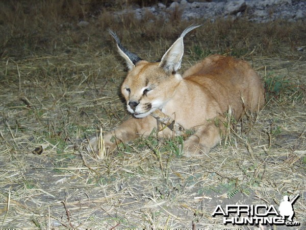 Caracal