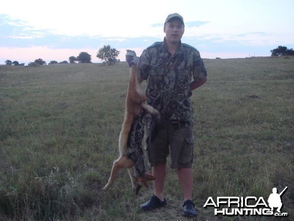 Black-Backed Jackal