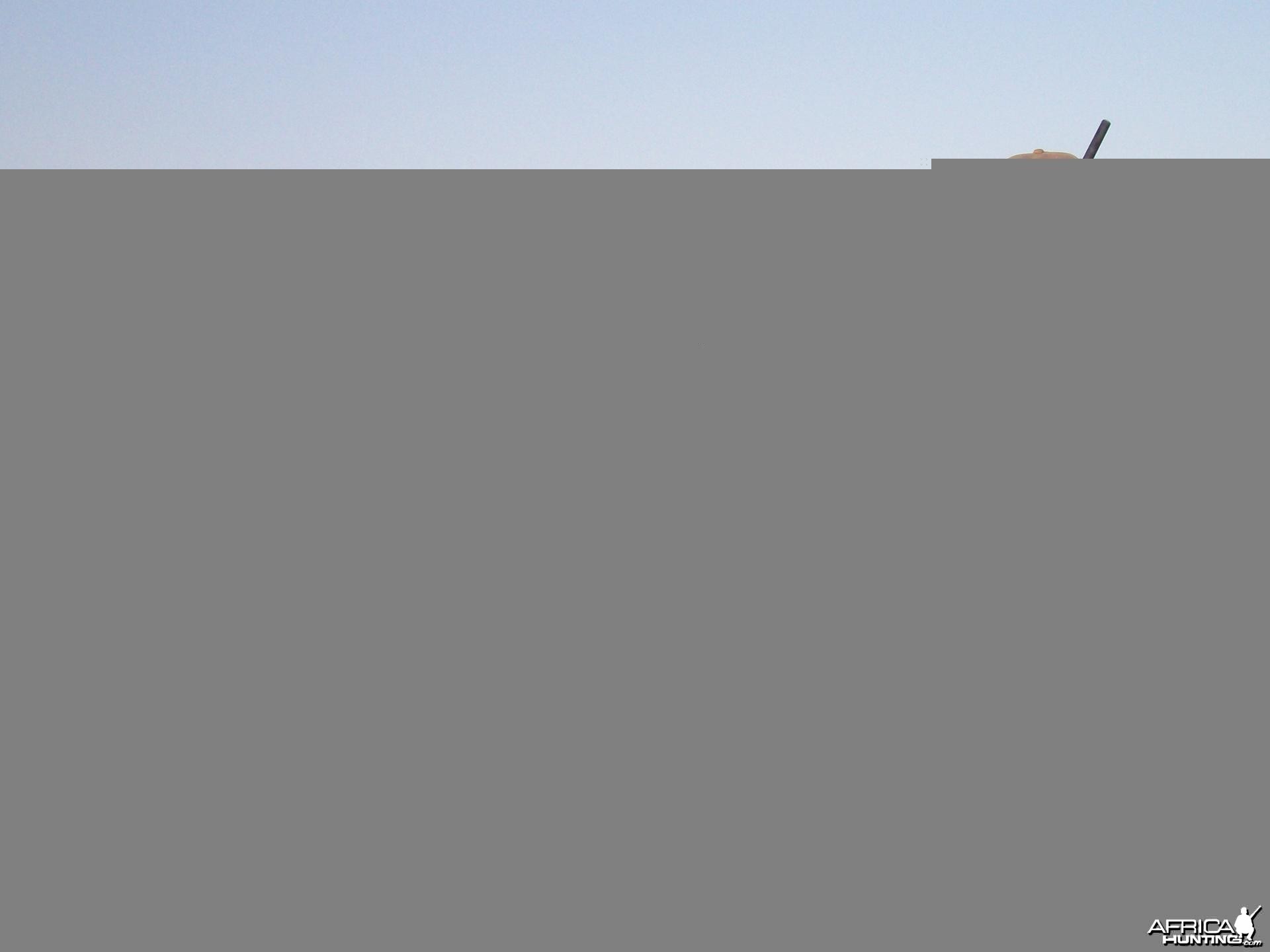 Springbok Hunt at HartzView Hunting Safaris