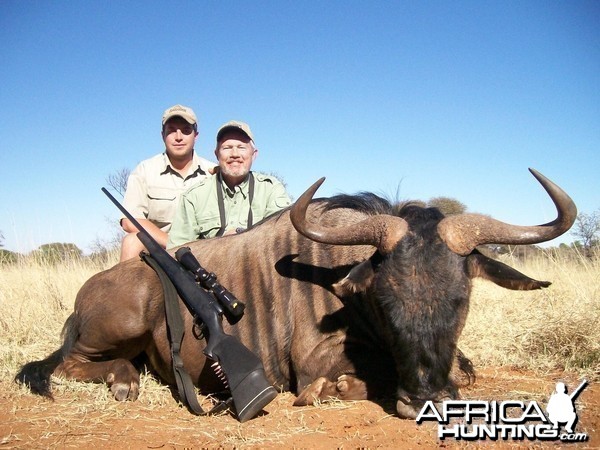Blue wildebeest Hunt at HartzView Hunting Safaris