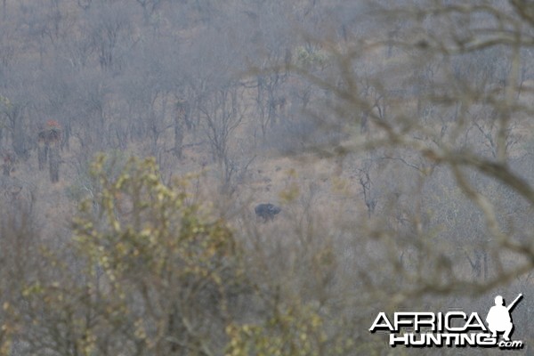 Buffalo on the Mountain