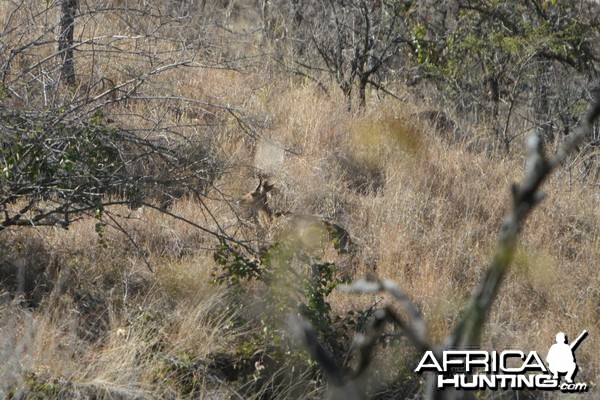 MOUNTAIN REEDBUCK