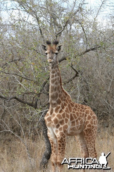 Giraffe Calf