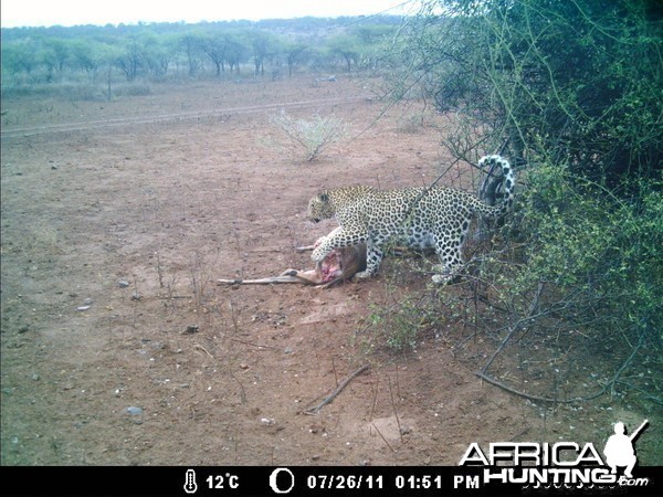 Leopard Kill