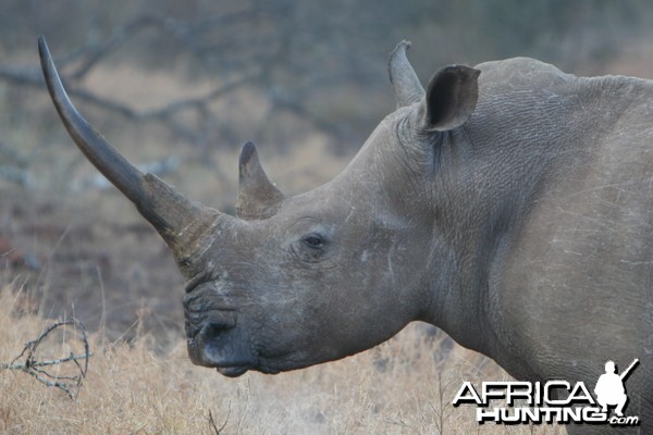 Momma Rhino