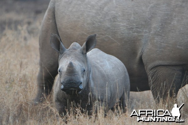 Rhino Calf