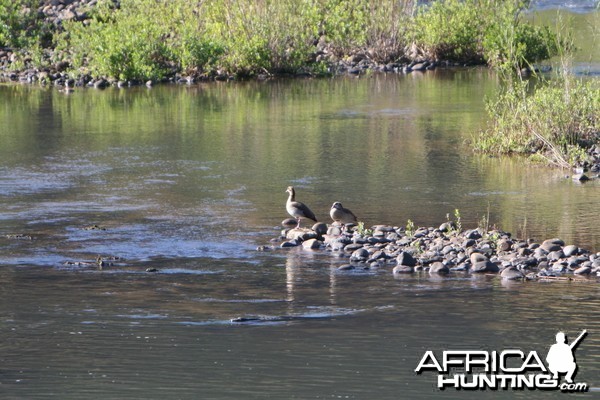 Egyptian Geese at the crossing