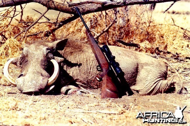 Hunting Warthog (14 in - 36 cm)