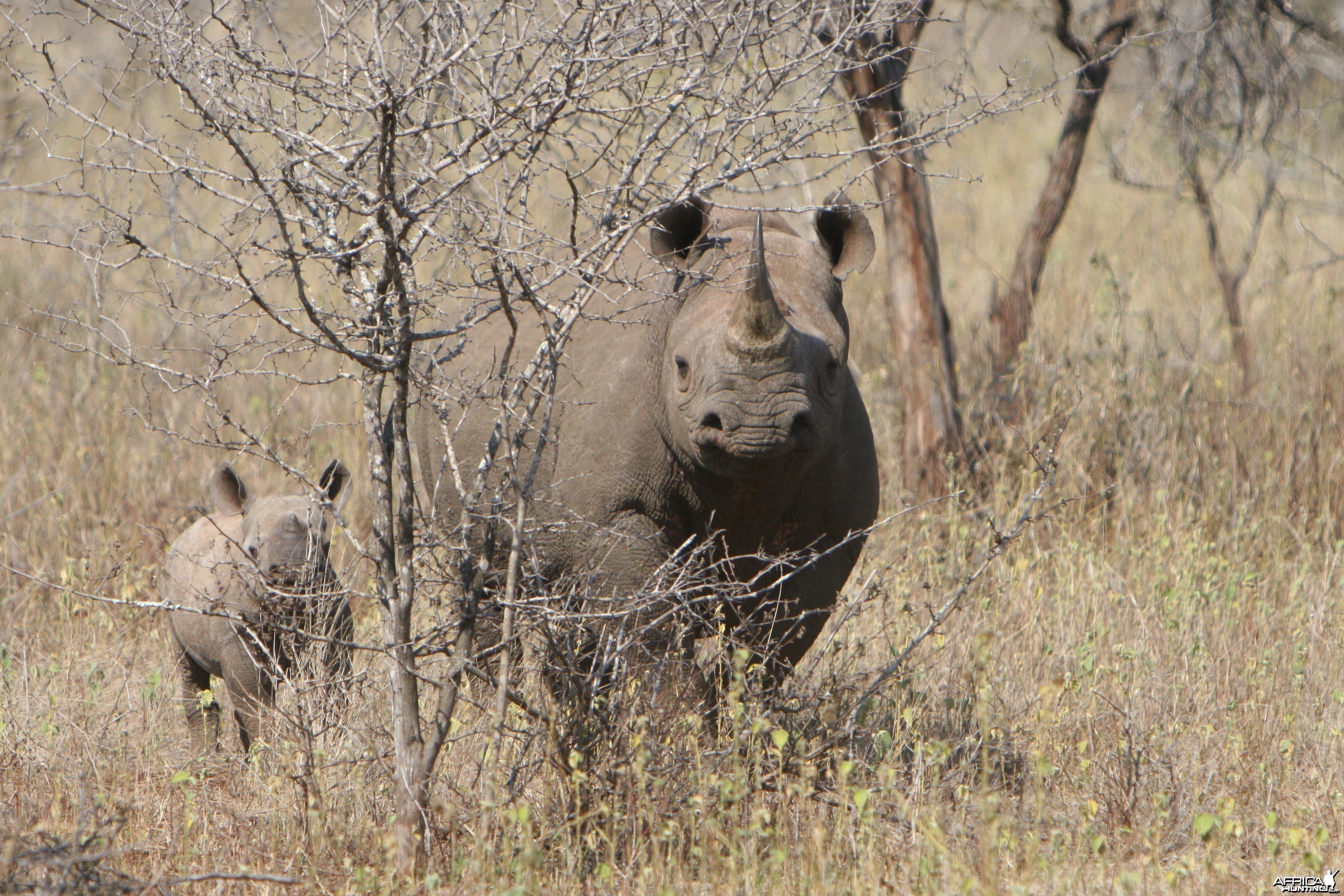 Black Rhino Cow &amp; Calf
