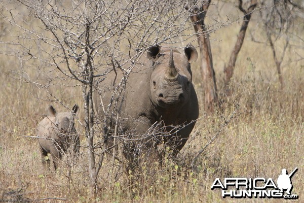 Black Rhino Cow &amp; Calf